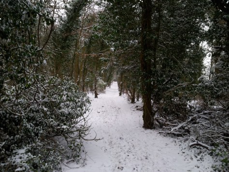 A view of the North Downs Way covered in snow