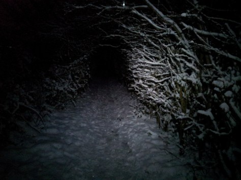 A view of the tree tunnel from Saturday at night, illuminated by the Silva Trailrunner Plus