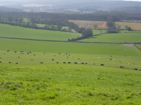 Just a phot of some cows