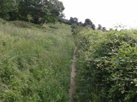 Heading towards the Oxted Downs along a narrow uneven path