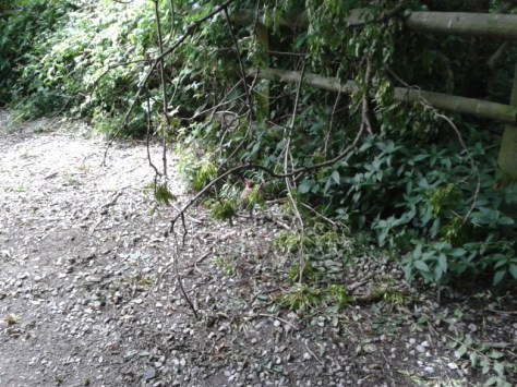 The rabbit just stopped and let me grab a photo