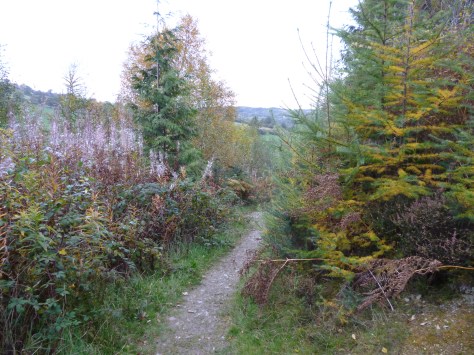 Quite nice paths to walk along