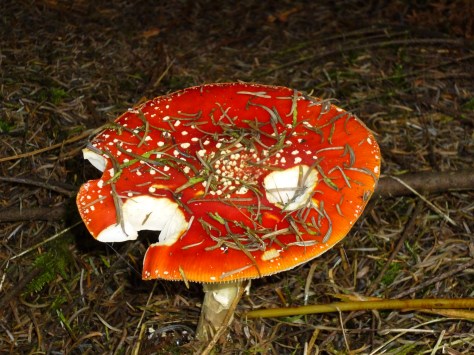 No idea what type it is, no that wasn't a bite that I took out of it